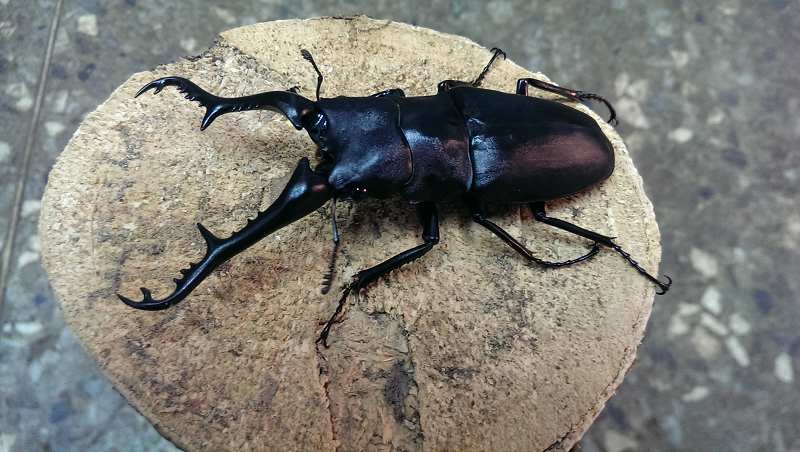 按此在新視窗瀏覽圖片