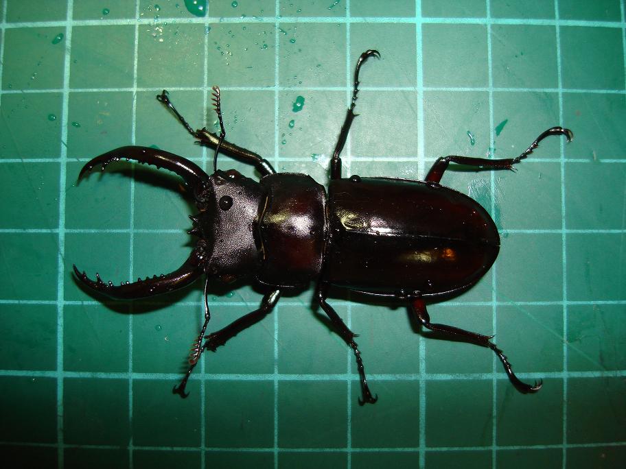 按此在新視窗瀏覽圖片