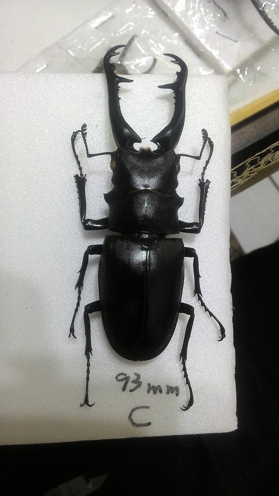 «ö¦¹¦b·sµøµ¡ÂsÄý¹Ï¤ù