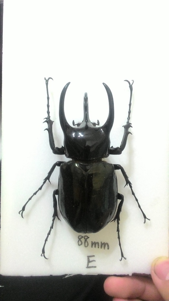 «ö¦¹¦b·sµøµ¡ÂsÄý¹Ï¤ù