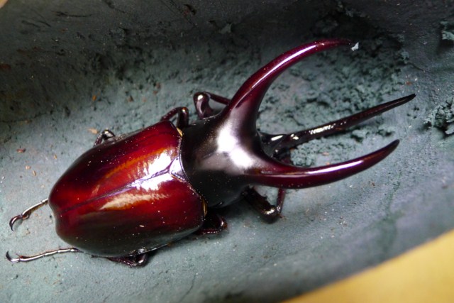 «ö¦¹¦b·sµøµ¡ÂsÄý¹Ï¤ù