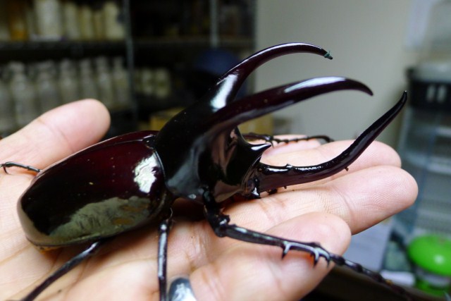 «ö¦¹¦b·sµøµ¡ÂsÄý¹Ï¤ù