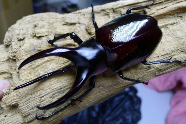 «ö¦¹¦b·sµøµ¡ÂsÄý¹Ï¤ù