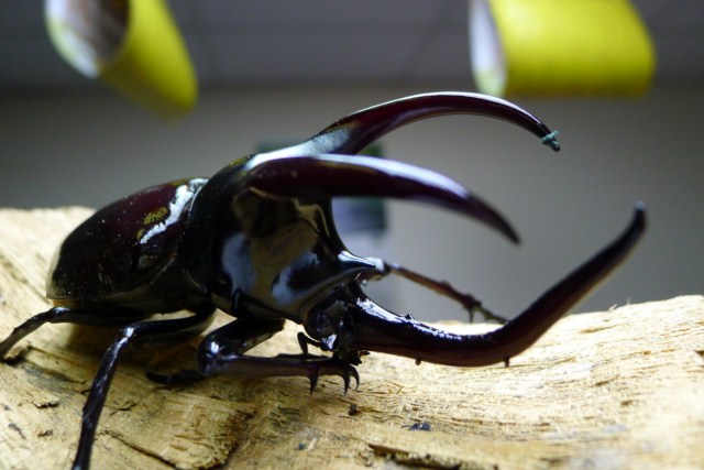 «ö¦¹¦b·sµøµ¡ÂsÄý¹Ï¤ù