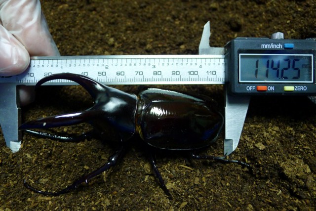 «ö¦¹¦b·sµøµ¡ÂsÄý¹Ï¤ù