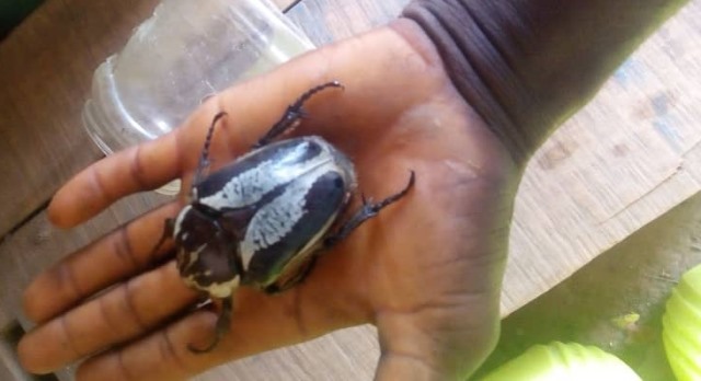 按此在新視窗瀏覽圖片