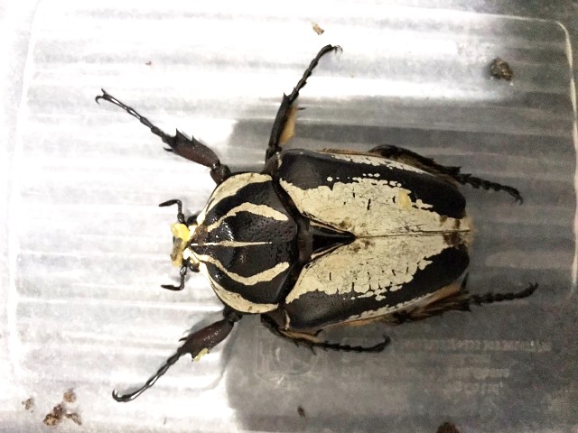 按此在新視窗瀏覽圖片