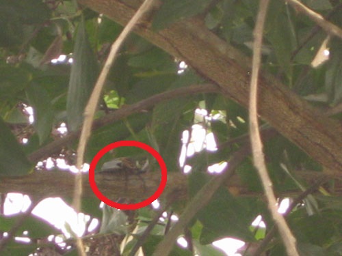 按此在新視窗瀏覽圖片