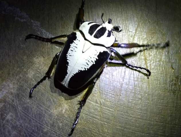 按此在新視窗瀏覽圖片