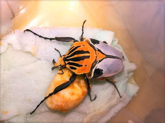 按此在新視窗瀏覽圖片