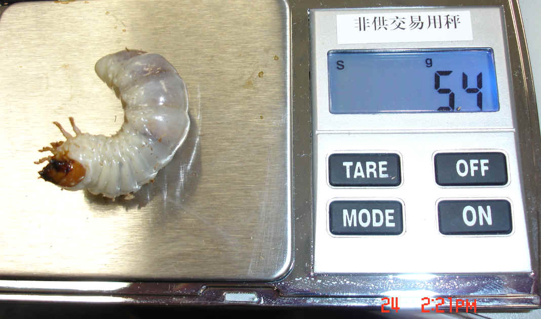 «ö¦¹¦b·sµøµ¡ÂsÄý¹Ï¤ù