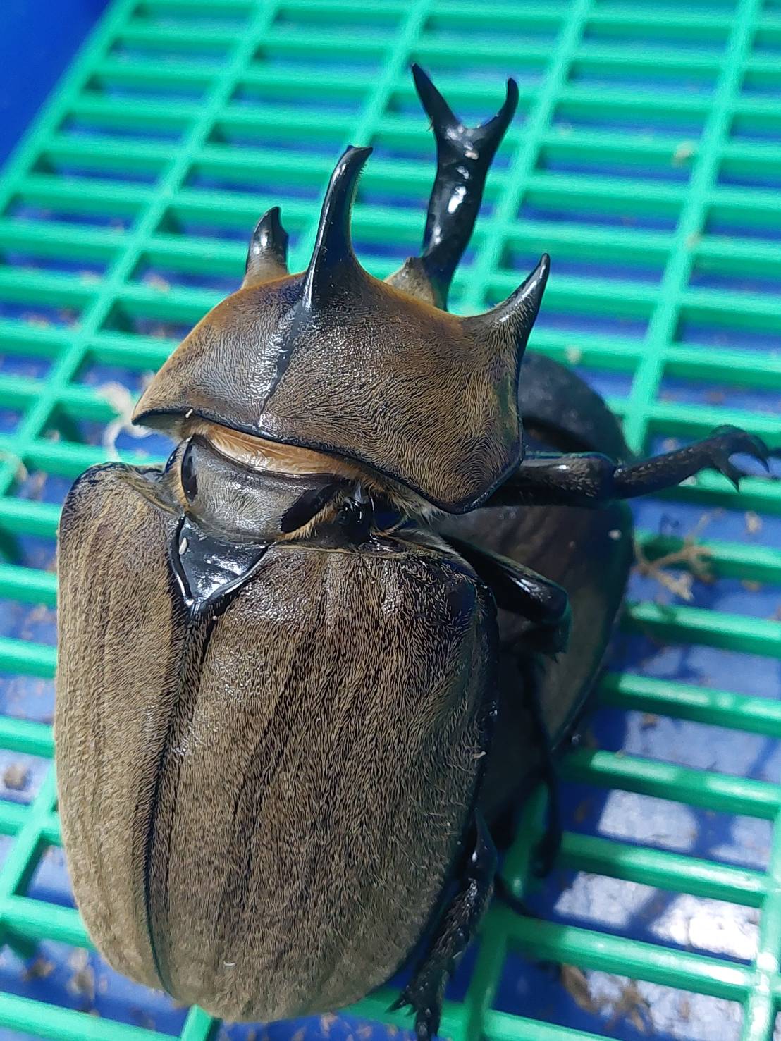 «ö¦¹¦b·sµøµ¡ÂsÄý¹Ï¤ù