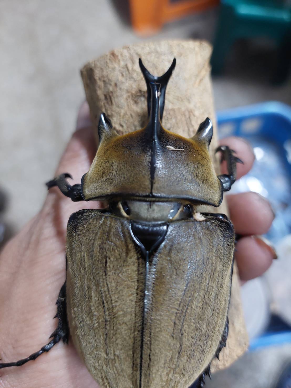 «ö¦¹¦b·sµøµ¡ÂsÄý¹Ï¤ù