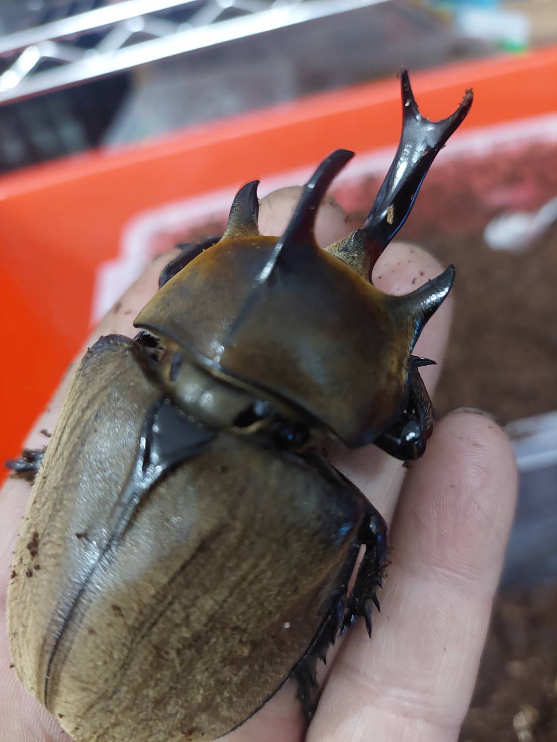 «ö¦¹¦b·sµøµ¡ÂsÄý¹Ï¤ù