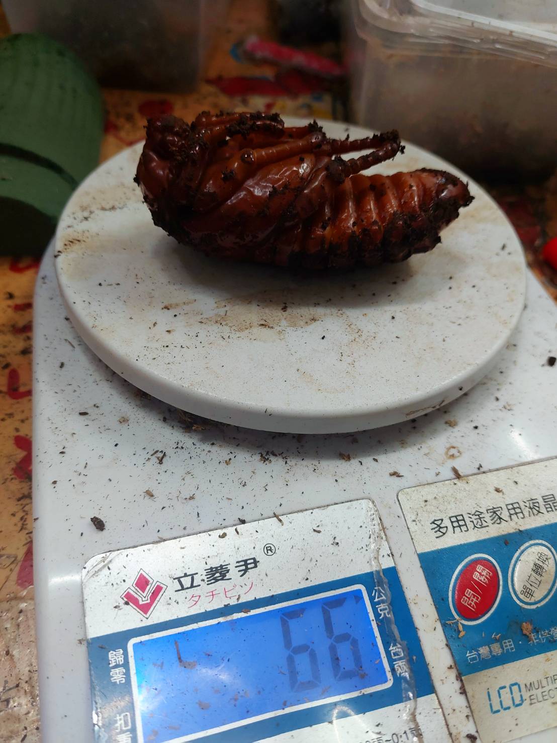 «ö¦¹¦b·sµøµ¡ÂsÄý¹Ï¤ù