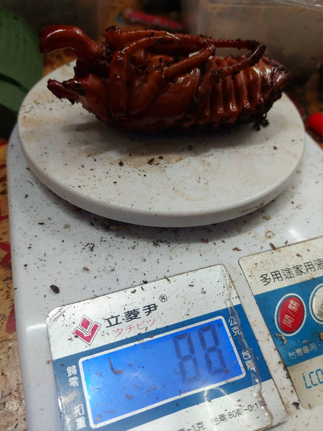 «ö¦¹¦b·sµøµ¡ÂsÄý¹Ï¤ù